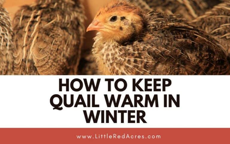 How to Keep Quail Warm in Winter