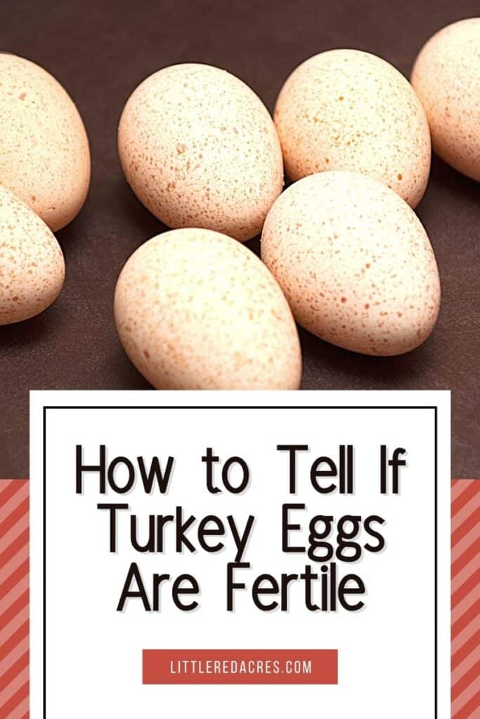 turkey eggs with How to Tell If Turkey Eggs Are Fertile text overlay