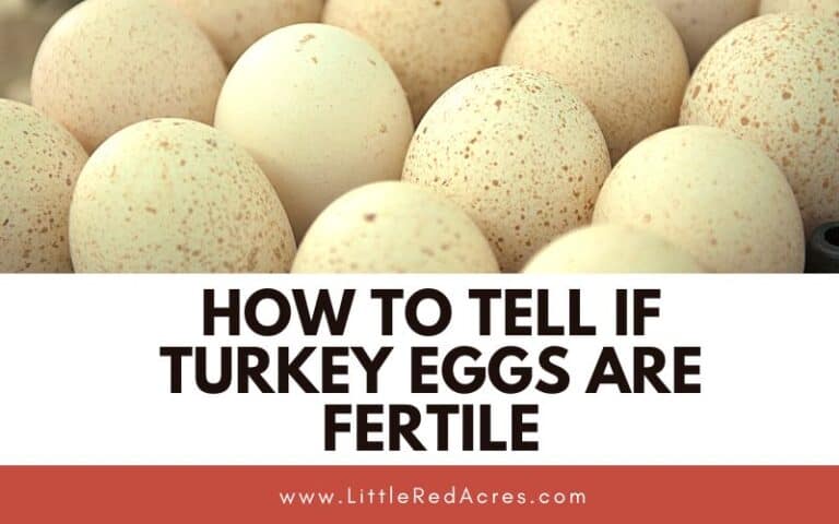 How to Tell If Turkey Eggs Are Fertile