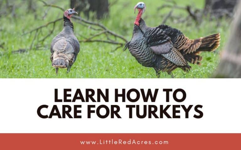 Learn How to Care for Turkeys