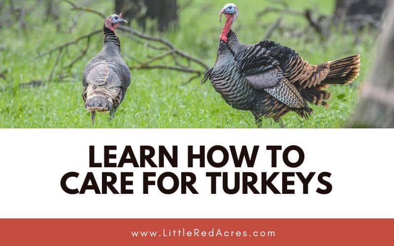close up of 2 turkeys with Learn How to Care for Turkeys text overlay