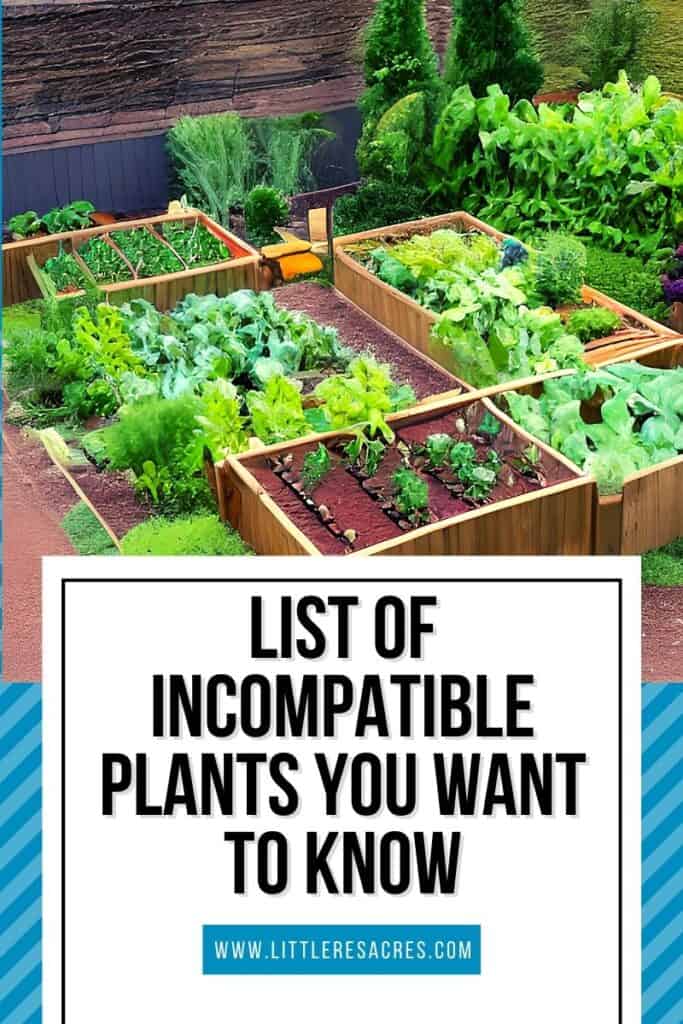 garden plot with List of Incompatible Plants You Want to Know text overlay