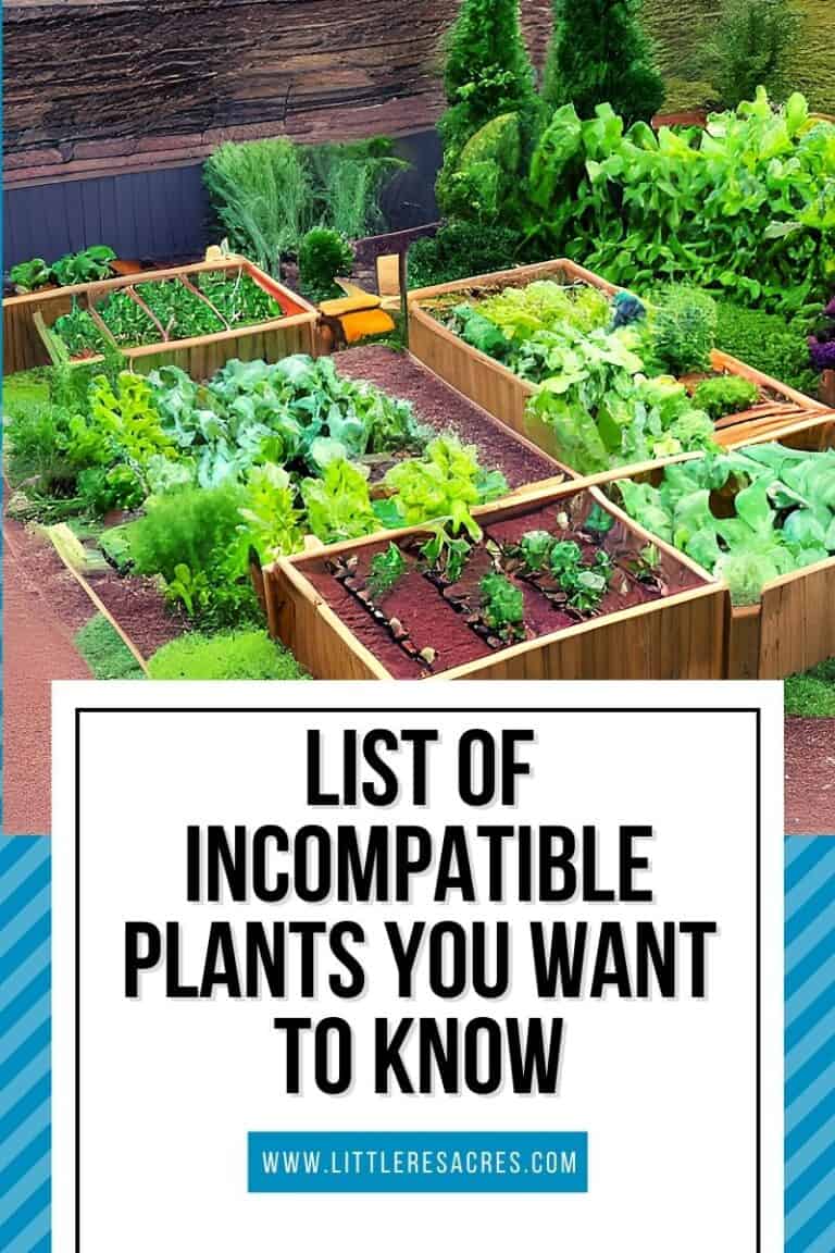 Plant Incompatibility Table List of Incompatible Plants You Want to Know