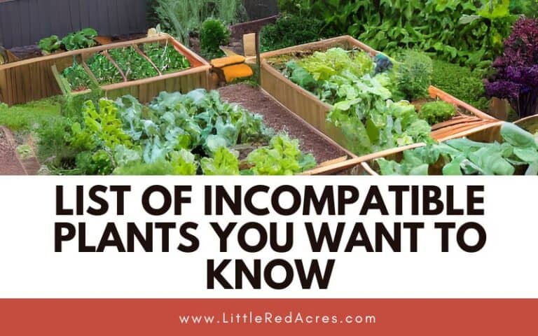 List of Incompatible Plants You Want to Know