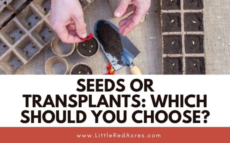 Seeds or Transplants: Which Should You Choose?