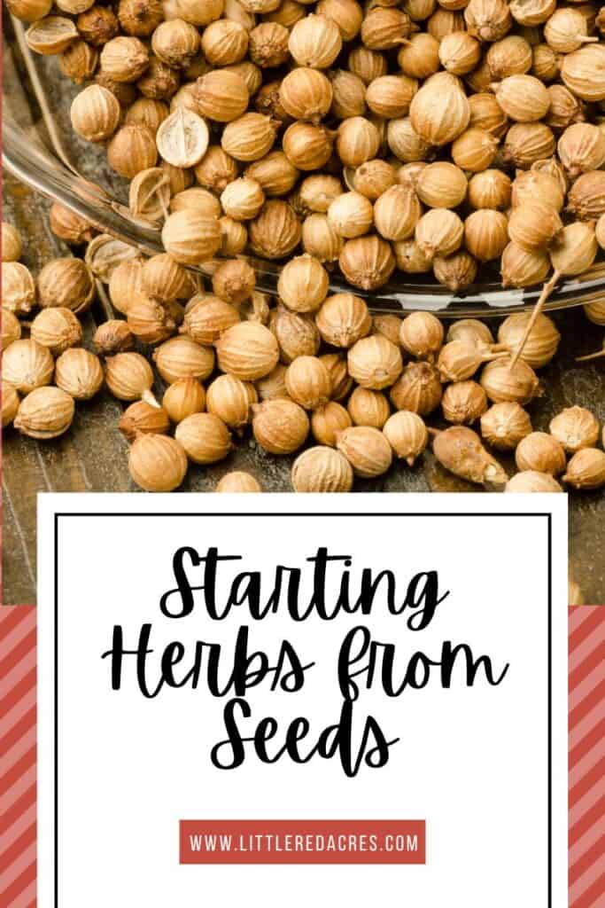 seeds with Starting Herbs from Seeds text overlay