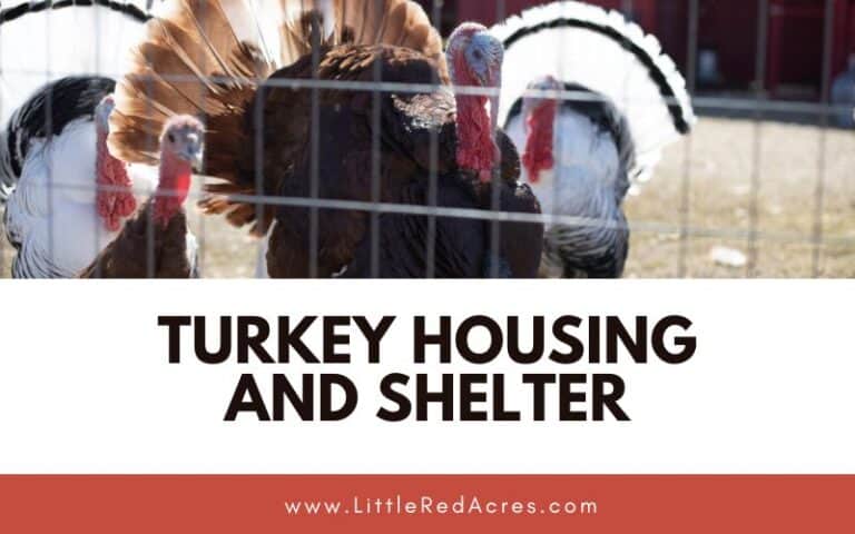 Turkey Shelter and Housing