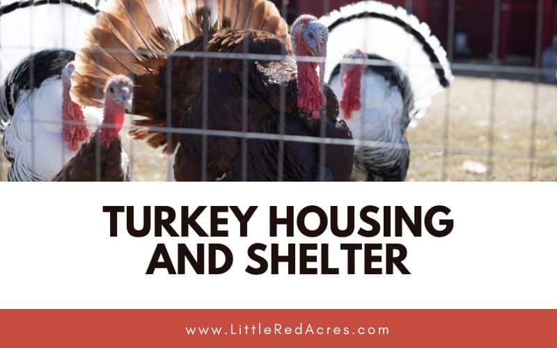 turkeys behind a fence with Turkey Housing and Shelter text overlay