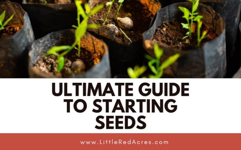 Ultimate Guide to Starting Seeds