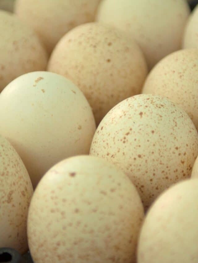 How to Tell If Turkey Eggs Are Fertile