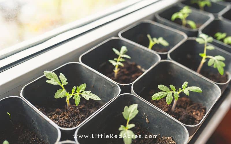 tomato seedlings in seed trays