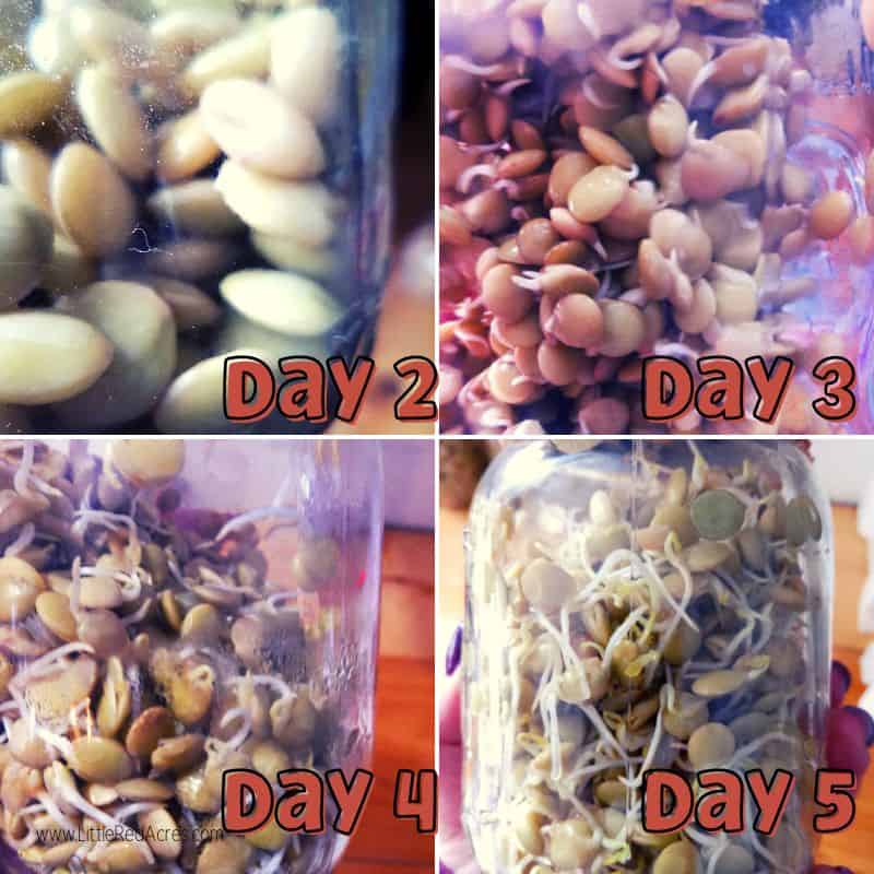sprouting green lentils day 2, day 3, day 4, day 5