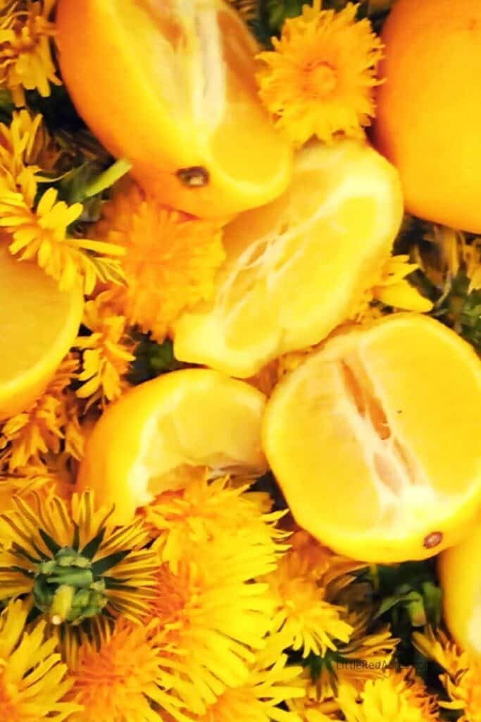 dandelion heads and lemons in large pot