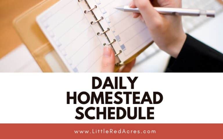 Daily Homestead Schedule