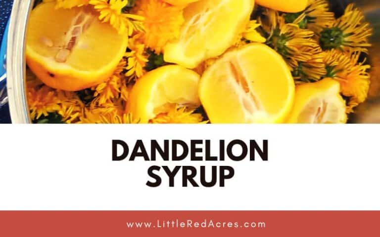 Dandelion Syrup Recipe: A Sweet Taste of Spring