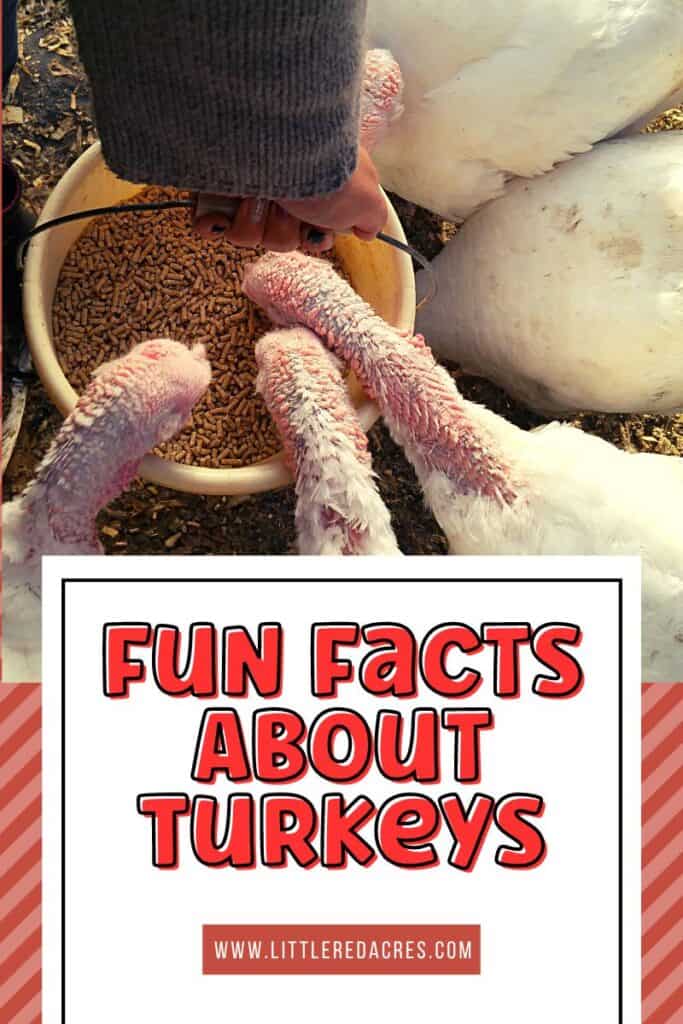 turkeys eating from bucket with Fun Facts About Turkeys text overlay