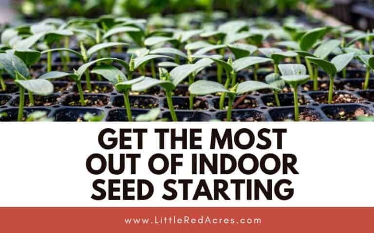 Get the Most Out of Indoor Seed Starting