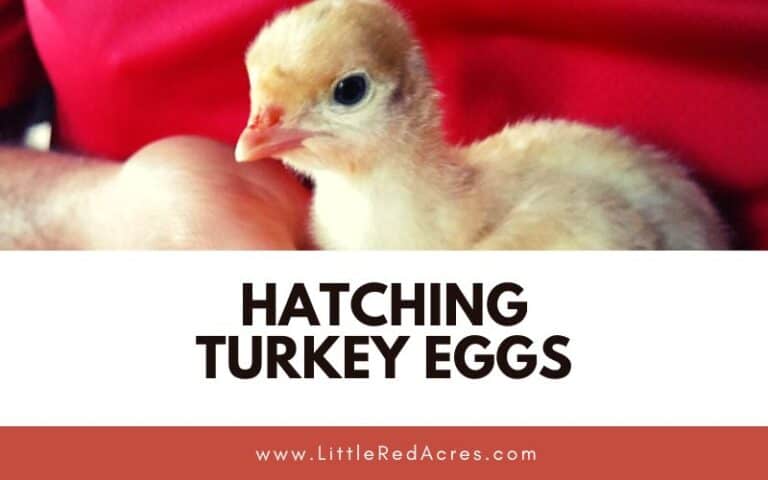 Hatching Turkey Eggs