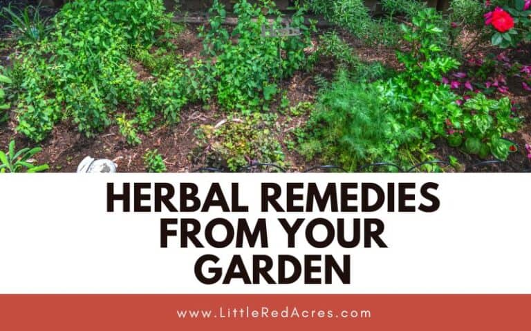 Herbal Remedies from Your Garden