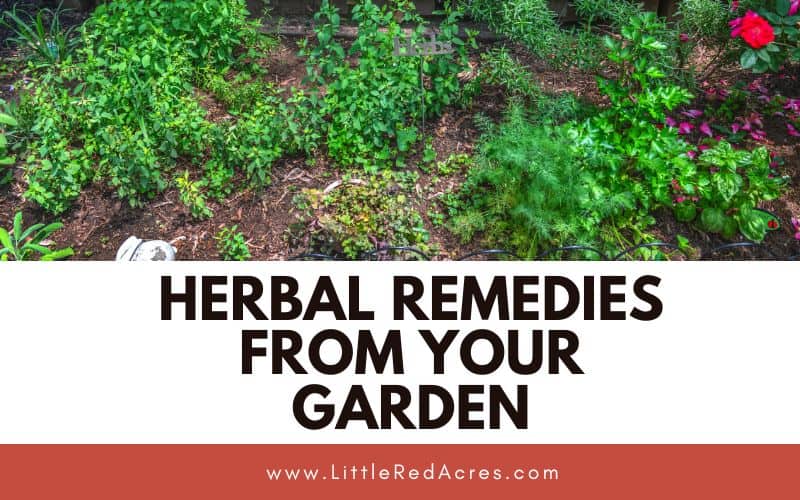 herb garden with Herbal Remedies from Your Garden text overlay