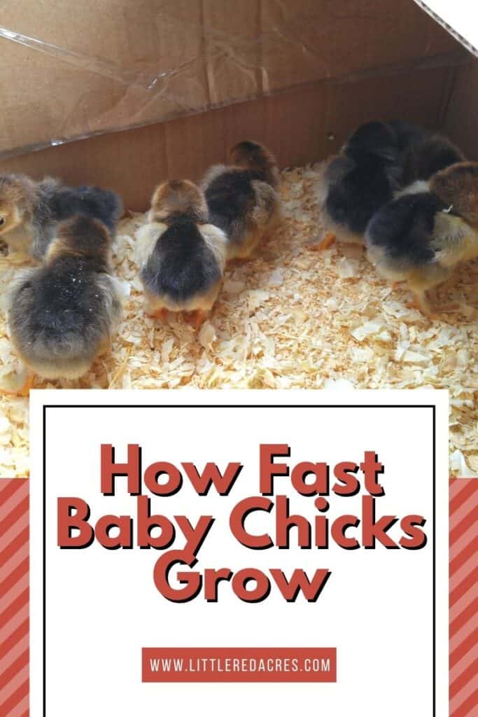 chicks in box with How Fast Baby Chicks Grow text overlay