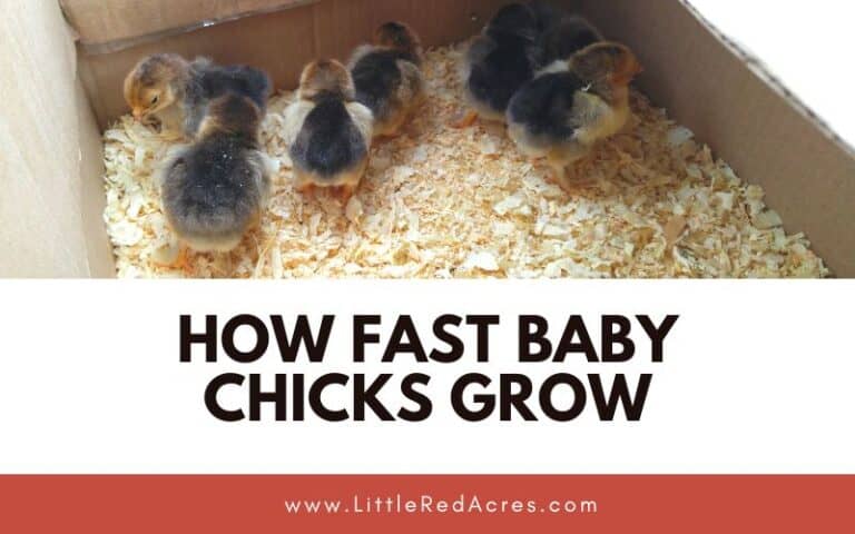 How Fast Baby Chicks Grow