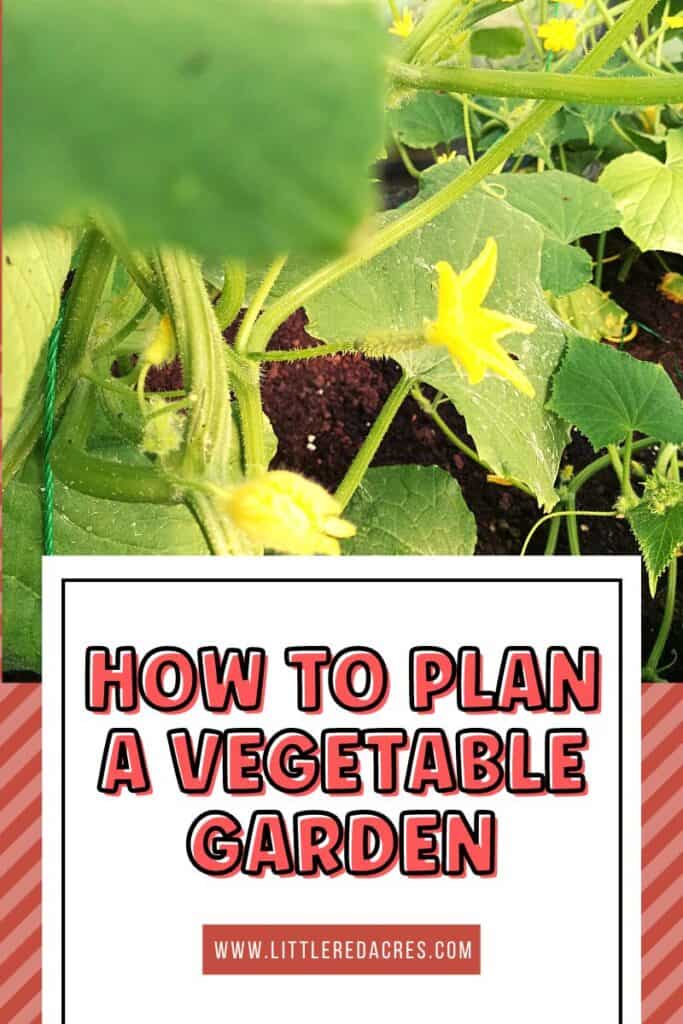 cucumber plant with How To Plan A Vegetable Garden text overlay