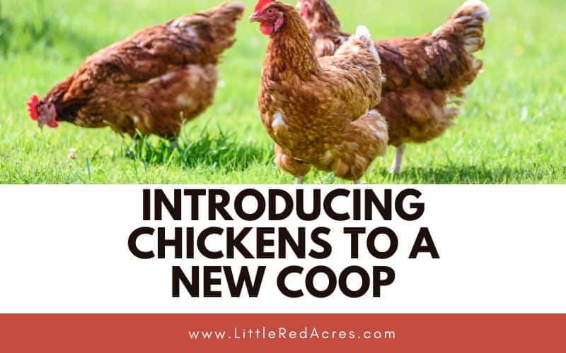 chickens in grass with Introducing Chickens to A New Coop text overlay