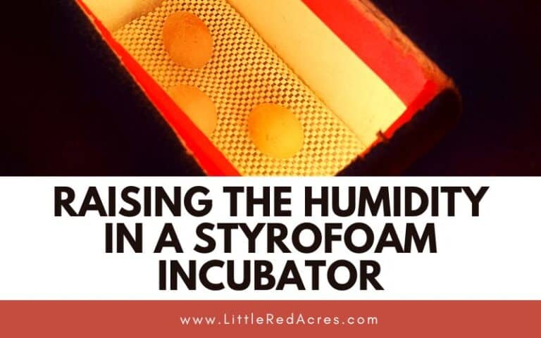 Raising the Humidity in Styrofoam Incubators