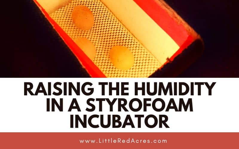 cooler foam incubator with Raising the Humidity in A Styrofoam Incubator text overlay