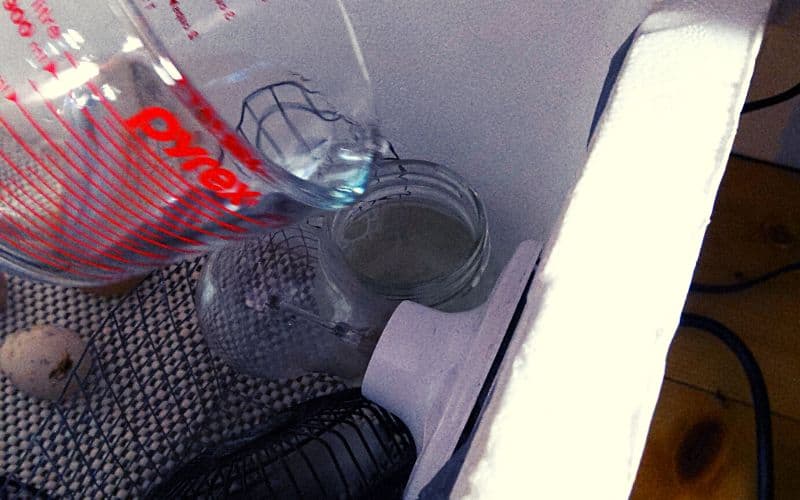adding water to a Styrofoam incubator - foam cooler incubator