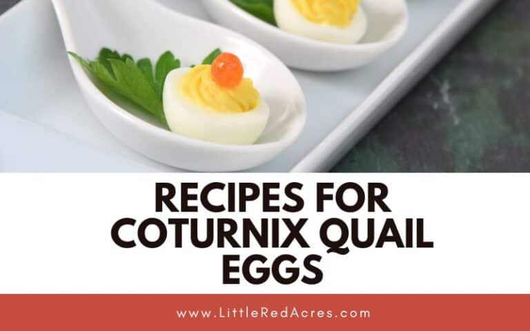 Recipes for Coturnix Quail Eggs