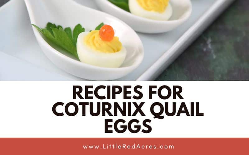 deviled eggs with Recipes for Coturnix Quail Eggs text overlay