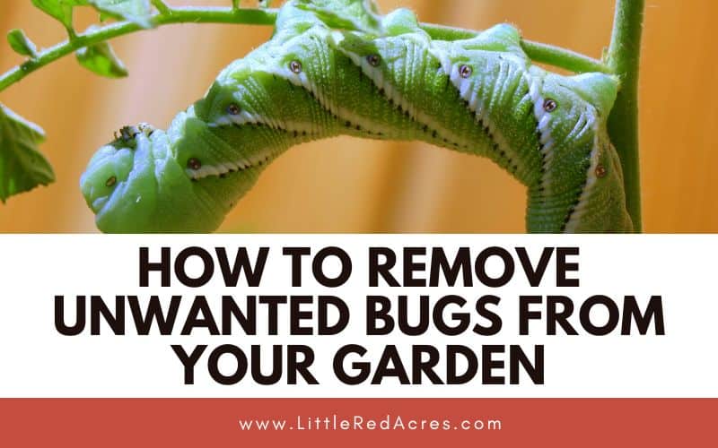 hornworm on plant with Remove Unwanted Bugs from Your Garden text overlay