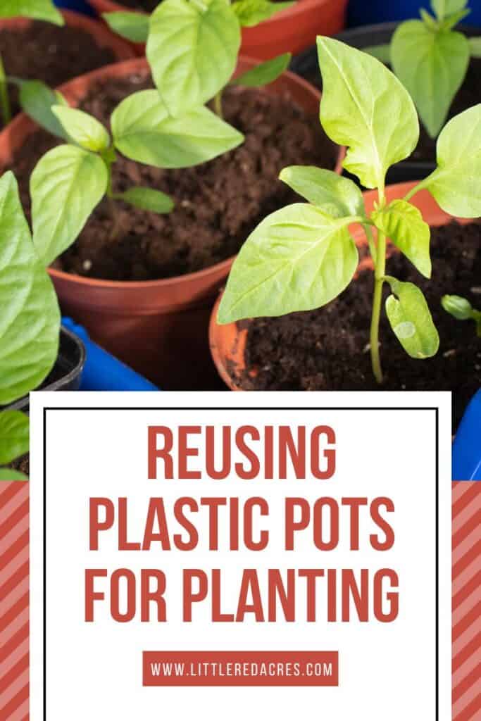 seedlings in plastic pots with Reusing Plastic Pots for Planting text overlay