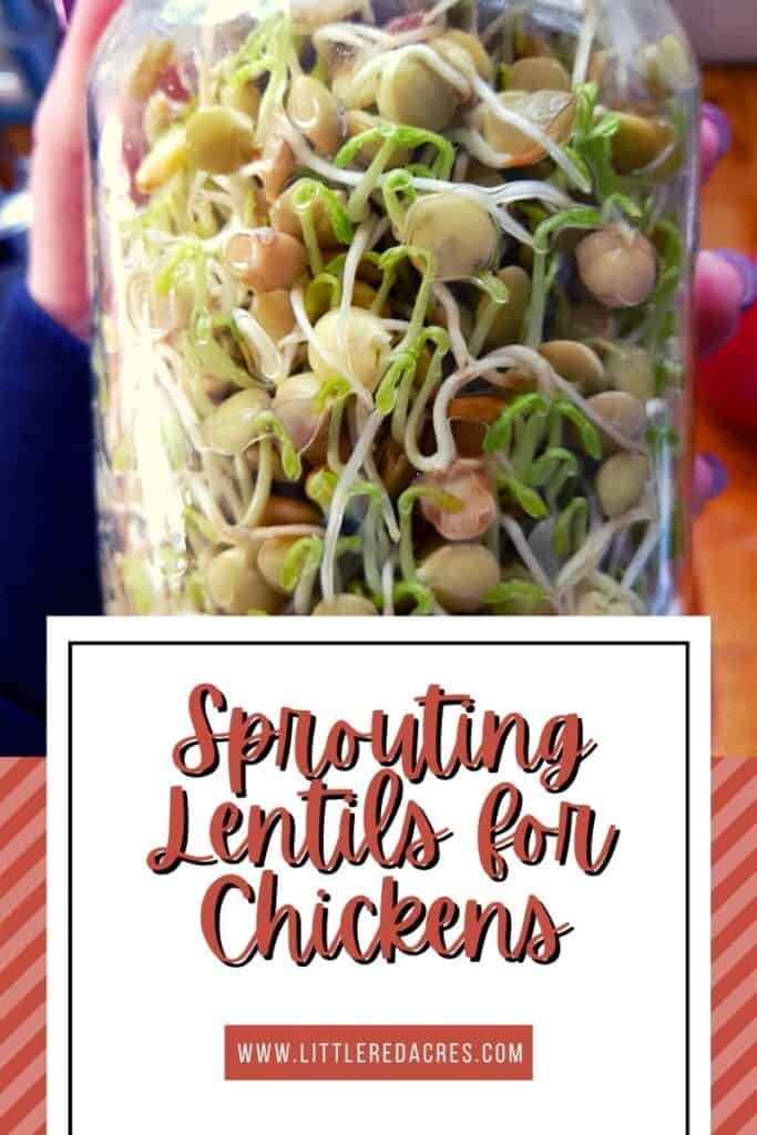jars of sprouted green lentils with text overlay
