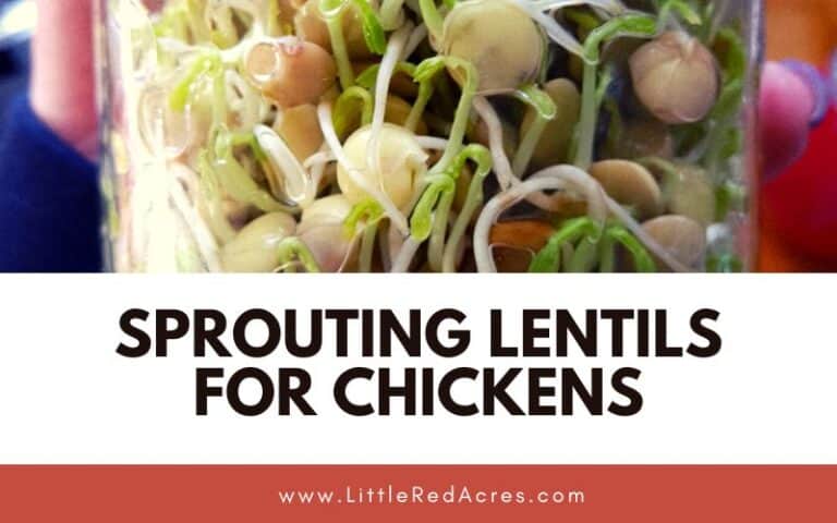 Sprouting Lentils for Chickens