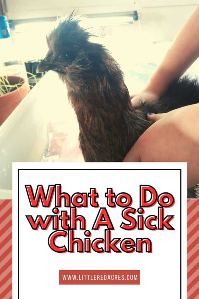 silkie chicken with What to Do with A Sick Chicken text overlay