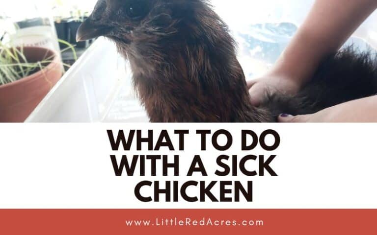 What to Do with A Sick Chicken