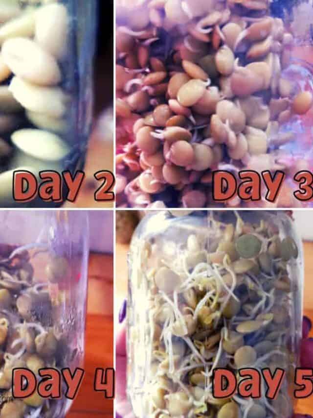 sprouting green lentils day 2, day 3, day 4, day 5
