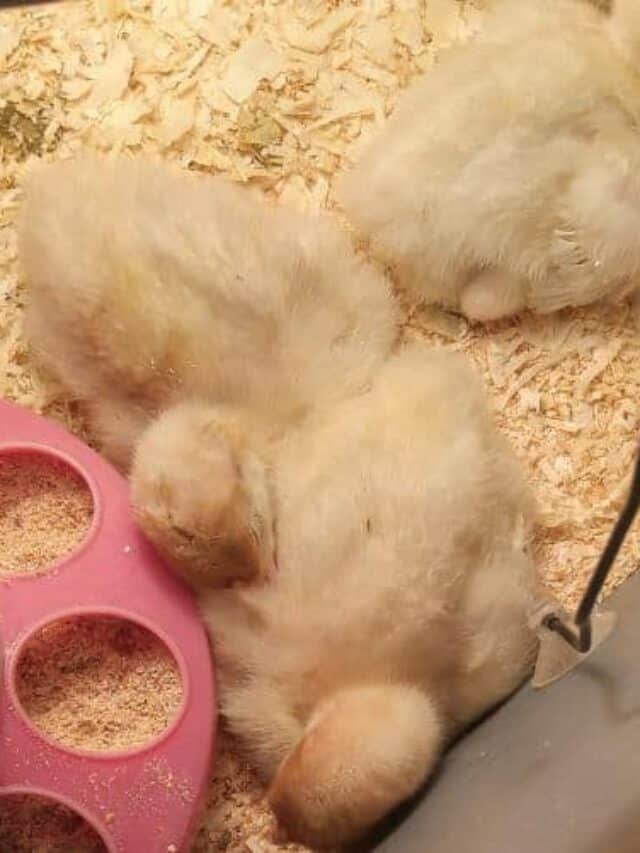 cropped-turkey-poults-in-brooder.jpg