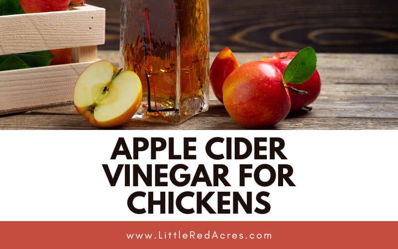 vinegar in glass jar with apples on the counter with Apple Cider Vinegar for Chickens text overlay