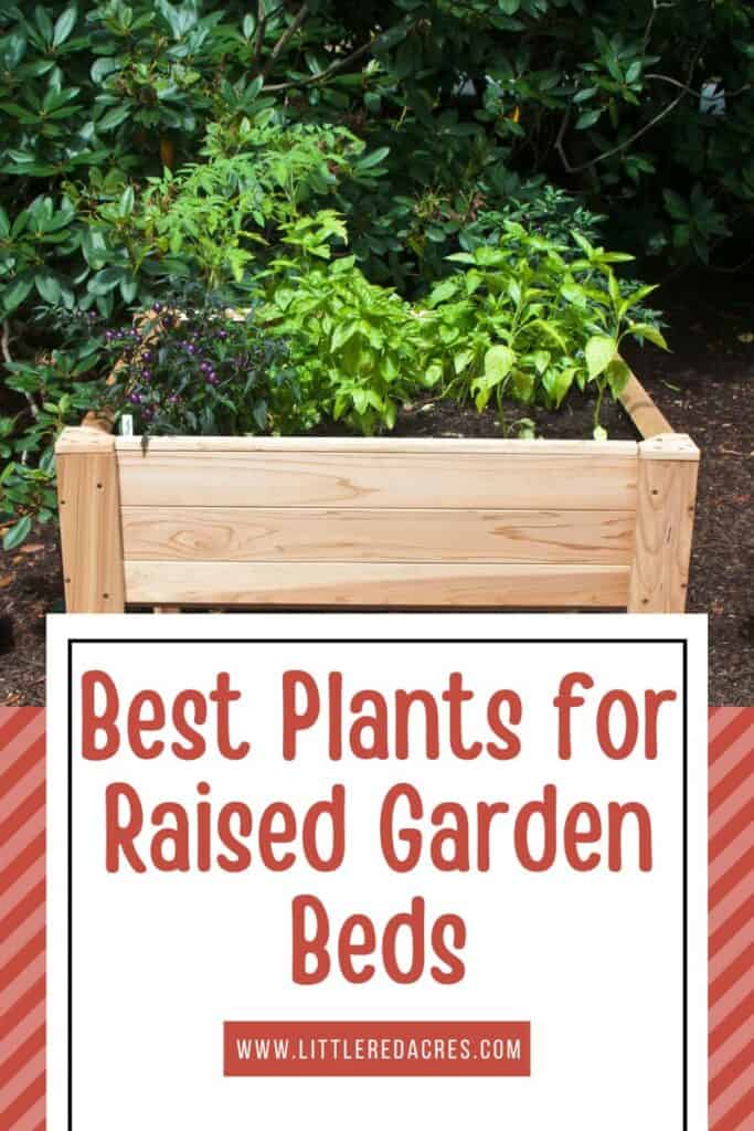 raised garden bed with plants in it with text overlay