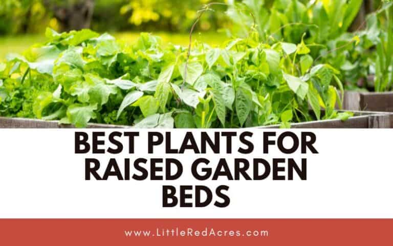 Best Plants for Raised Garden Beds