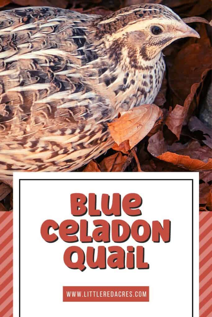 coturnix quail in leaves with Blue Celadon Quail text overlay