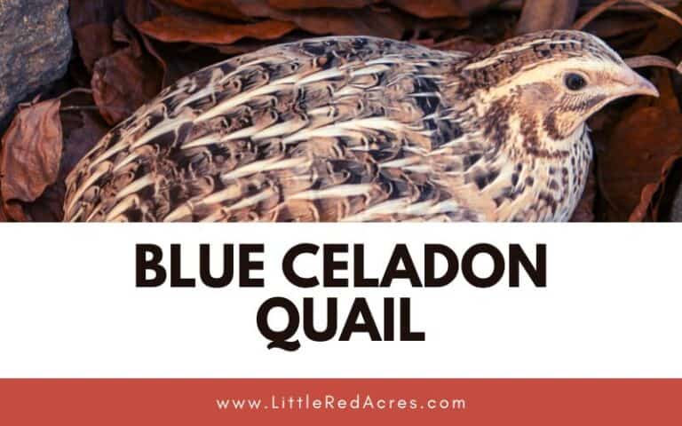 Blue Celadon Quail