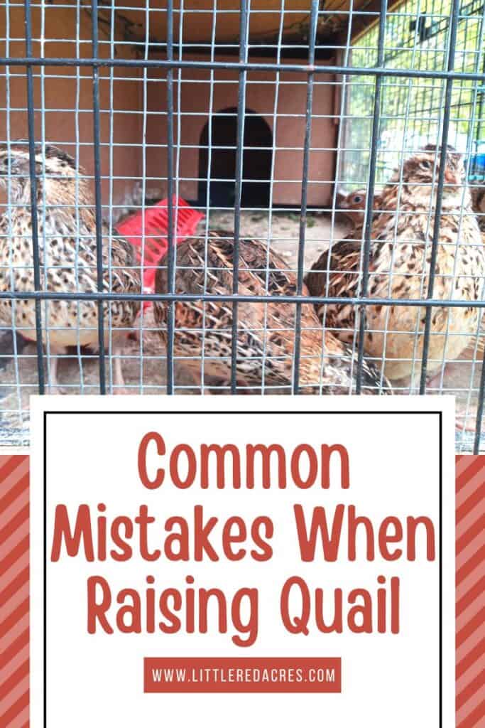 quail in cage with Common Mistakes When Raising Quail text overlay