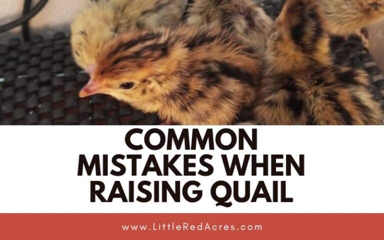 Common Mistakes When Raising Quail
