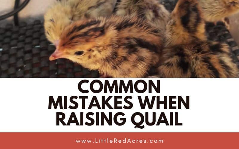 baby quail up close with Common Mistakes When Raising Quail text overlay