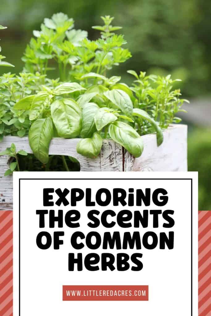wooden planter of basil with Exploring the Scents of Common Herbs text overlay